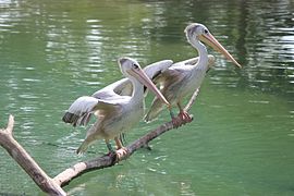 Pink-backed pelicans (Pelecanus rufescens).