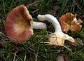 !Russula mesospora!