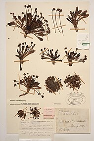 Te Papa herbarium specimen collected by Frederick Chapman in the Auckland Islands in 1890