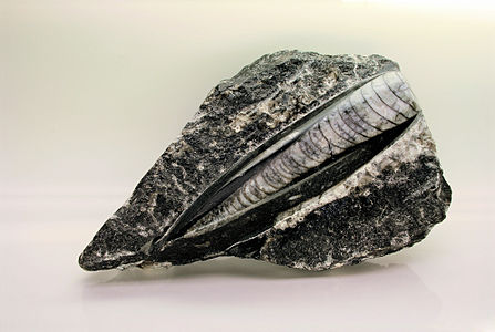 Silüryen fosili (Üreten:Digon3)