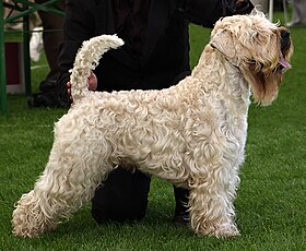 Terrier irlandais à poil doux