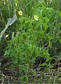 Aufrechter Sauerklee (Oxalis stricta)