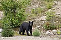 Exemplar fotografiat al Quebec