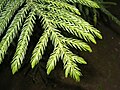 Image 43Araucariaceae: awl-like leaves of Cook pine (Araucaria columnaris) (from Conifer)