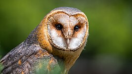 Barn owl (Tyto alba)