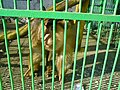 The biggest monkey in Bitola zoo. Also the oldest one.