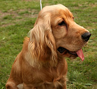 Rosso Cocker spaniel inglese