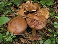 !Cortinarius infractus!