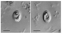 Cryptosporidium muris