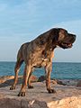 Dogo canario