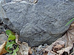 Fossile du Westphalien, terril de Carling.