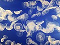 Image 69Jellyfish are easy to capture and digest and may be more important as food sources than was previously thought. (from Marine food web)