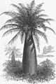 Gravure scientifique montrant un jeune palmier au stipe massif malgré sa faible hauteur.