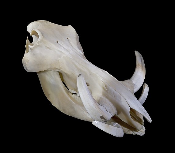 Череп самца африканского бородавочника (Phacochoerus africanus)