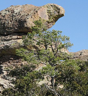 Pinus leiophylla subsp. chihuahuana, Bird Rock, Chiricahua National Monument, Arizono