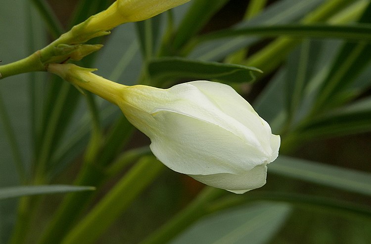 Бутон олеандра (Nerium oleander)