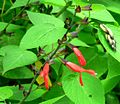 Salvia gesneriiflora