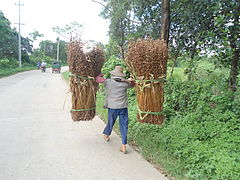 Récolte du sésame à Hainan en juillet 2013