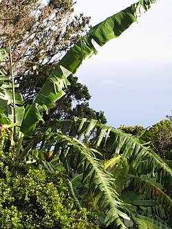 Tree in Maui, Hawaii