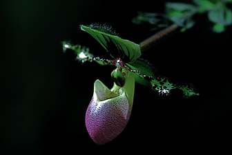 Un spécimen de Paphiopedilum chamberlainium du jardin botanique de Bali.