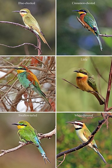 Bee-eaters