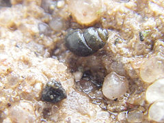 Photographie en couleurs d'un petit escargot aquatique sur un rocher.