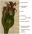 base d'une fleur, verte et légèrement renflée