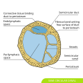 Transverse section of a human semicircular canal and duct