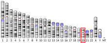 Ideogram human chromosome 20.svg