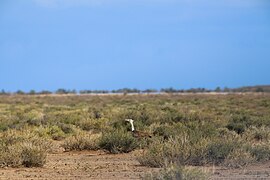 Afrikinis didysis einis savo gyvename biotope