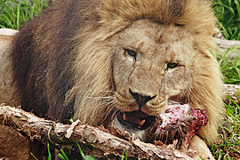 Lion feeding