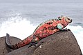 Image 28Marine iguana