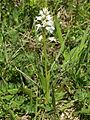 Orchis militaris var. alba