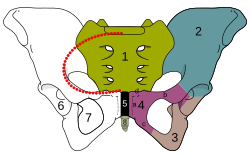 الحوض 1-عظم العجز 2-الحرقفة 3-عظم الإسك 4-عظم العانة 5-الارتفاق العاني 6-الحُق 7-الثقبة السدادية 8-العصعص