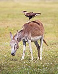 Un caracara huppé monté sur le dos d'un âne dans le Parque Nacional de Jericoacoara (pt)