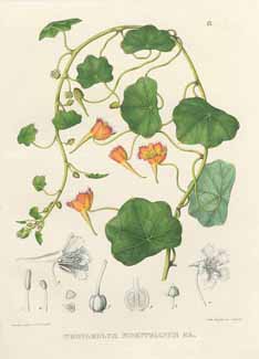 Nasturtium