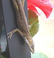 used in Brown Anole