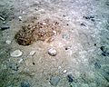 Looter's pit the morning following its excavation. Several small holes left by looters' prospecting probes, as well as looters' footprints are visible in the photograph. The site of Rontoy, Huaura Valley, Peru. June 2007.