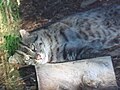 A Fishing Cat at Taronga Zoo