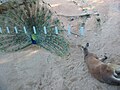 A Peacock displaying to a Kangaroo at Taronga Zoo