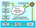 Schematic diagram of the CLAW hypothesis