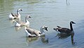 A group of geese