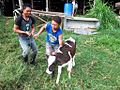 Anak sapi ras frisian-holstein yang sedang digembalakan di Pangalengan, Bandung