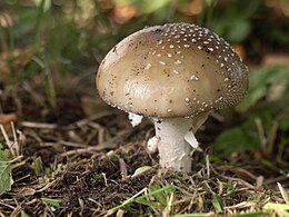 Margoji musmirė (Amanita pantherina)