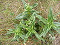 Вероятно, Горечавка крестовидная (Gentiana cruciata L.). Обочина грунтовой дороги возле леса. Мордовия. Начало июня