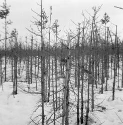 Elgbeitet foryngelsesflate på Flermoen i Østre Trysil, fotog