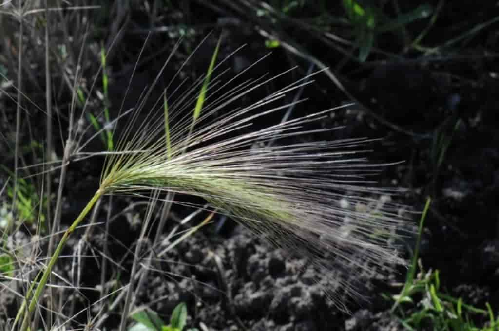 Hordeum jubatum