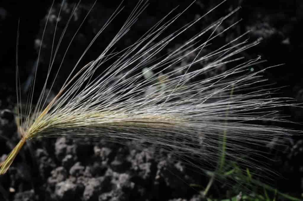 Hordeum jubatum