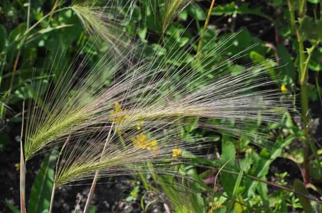 Hordeum jubatum