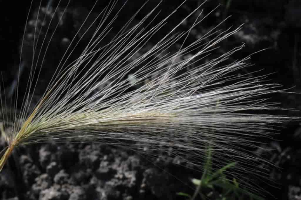 Hordeum jubatum